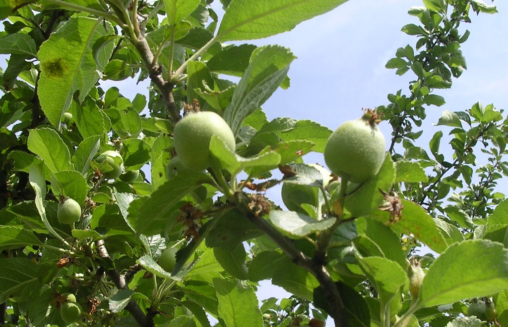 Mele - Apples